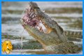 10 Terrifying And Deadly Predators You've Never Heard Of