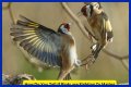 Are birds fighting or mating?