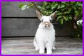 Do rabbits eat caladiums?