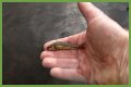 How long will minnows stay alive?