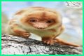 These 9 Adorable Animals Should Actually Terrify You