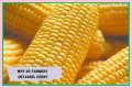 Why do farmers cut the tassels off corn?